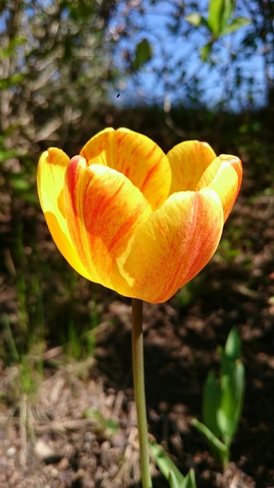 tulpe1